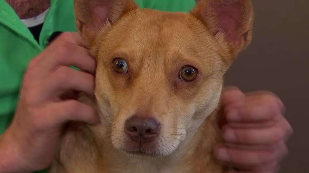 Pet of the Week: Margie