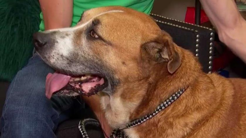 Pet of the Week: Rex