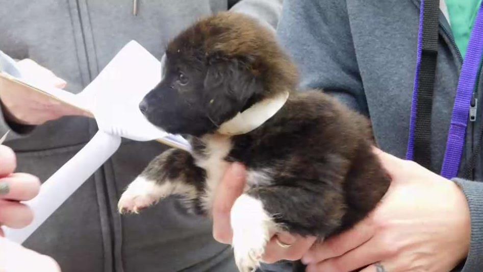 Pets Rescued From Hurricane Maria Arrive in Texas