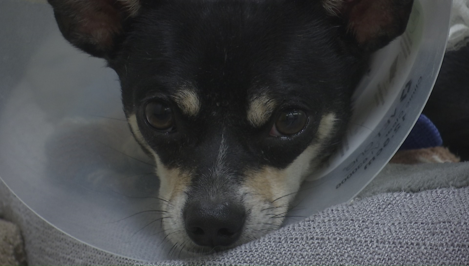 SPCA of Texas Offers Tips to Adopting a Pet