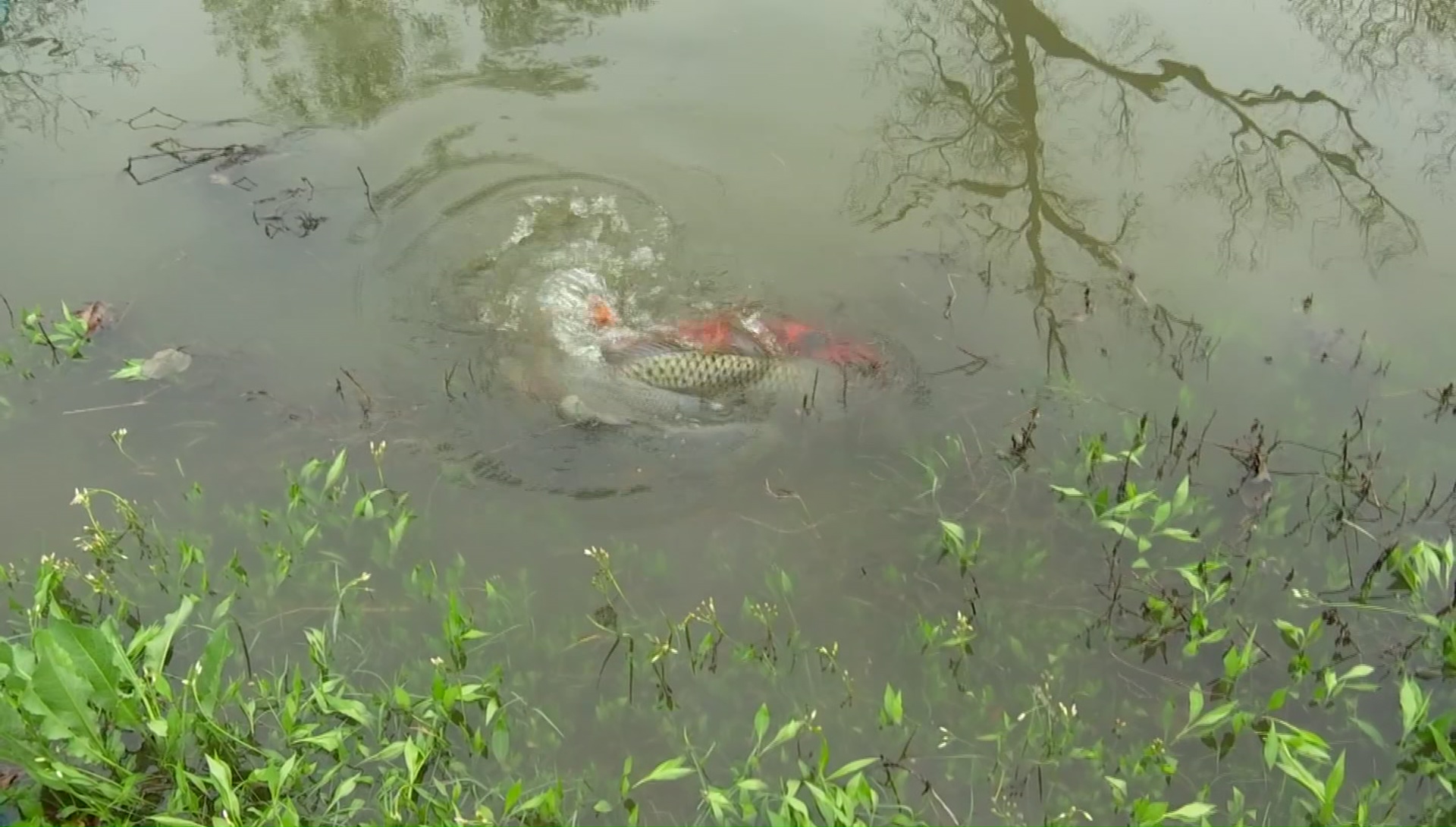 Koi and Carp Caught Swimming in Flooded Waters by White Rock Creek