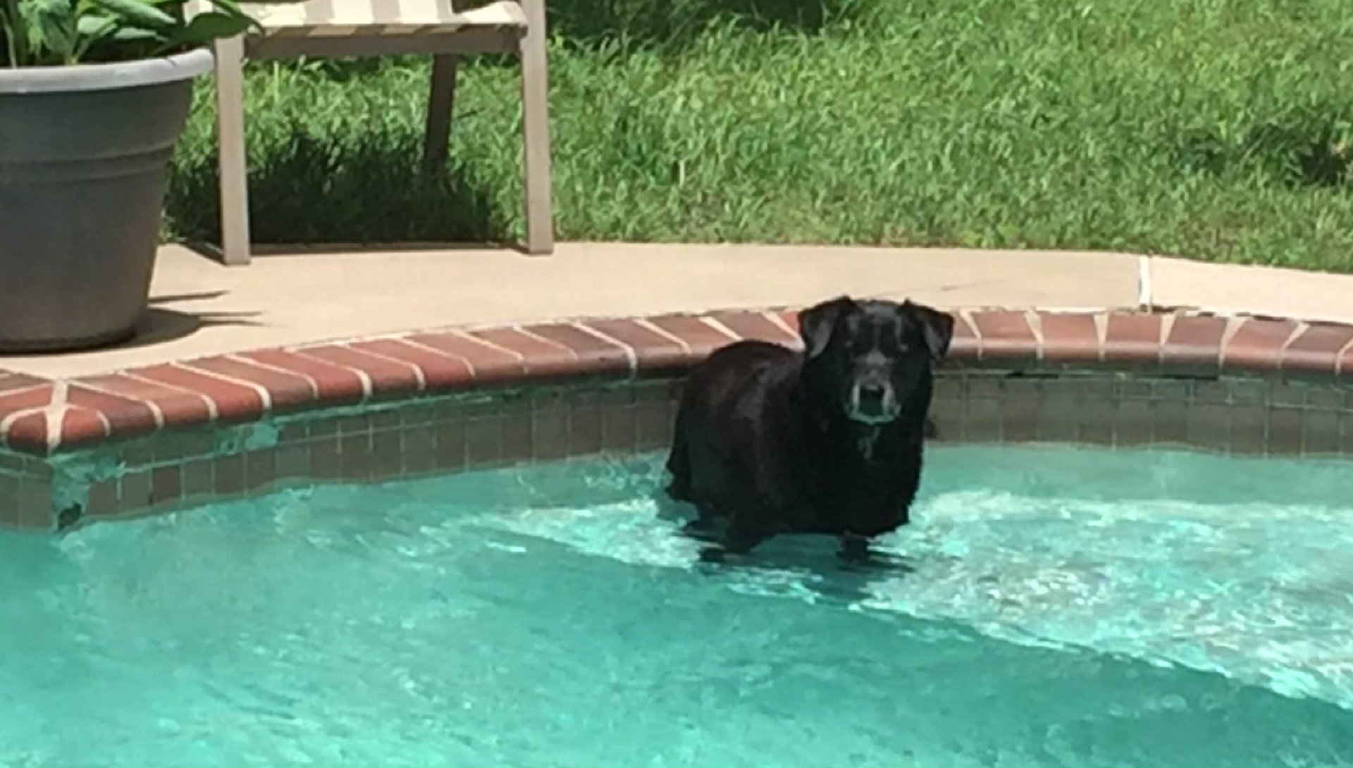 Dog Days of Summer - June 22, 2018