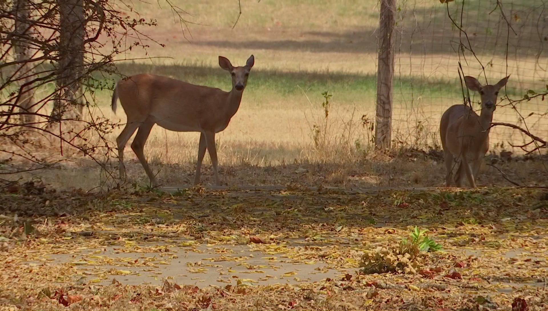 Oh Deer! Azle Residents at Odds over Wildlife Population
