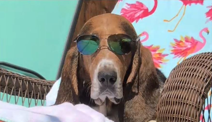 Dog Days of Summer - July 12, 2018