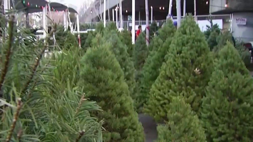 Free Christmas Trees Handed Out Saturday Night