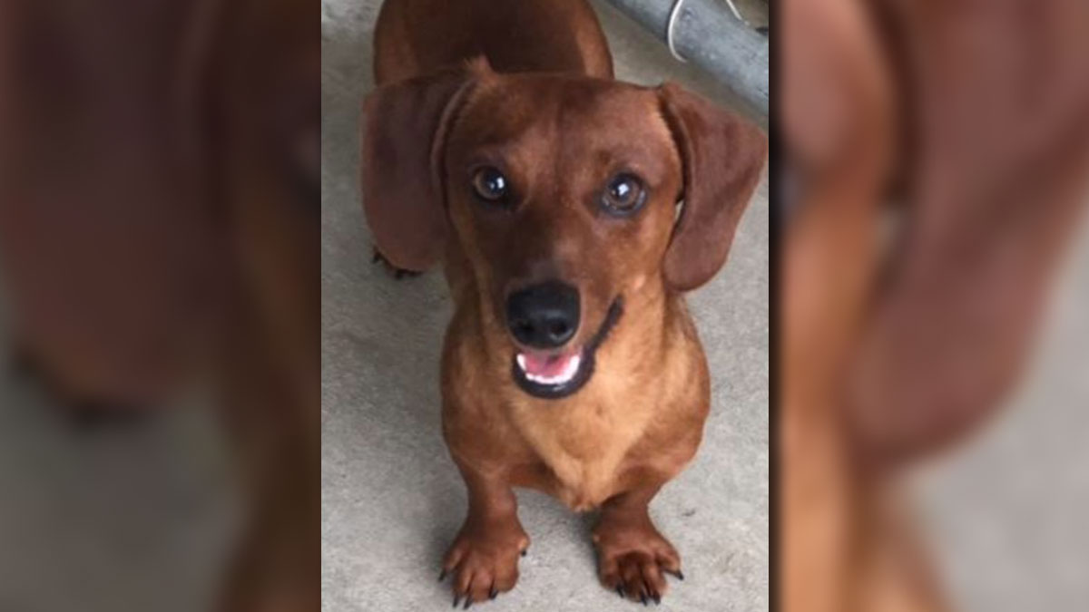 Mansfield to Build City's First Dog Park