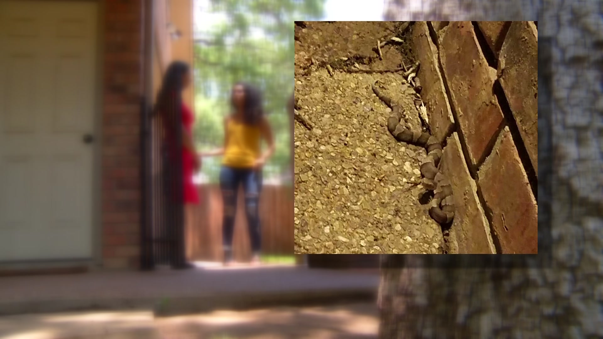 Venomous Snake Surprises Woman in Her Driveway