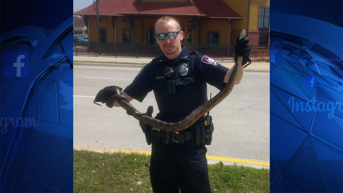 Rat Snake Rescued by Animal Control in The Colony