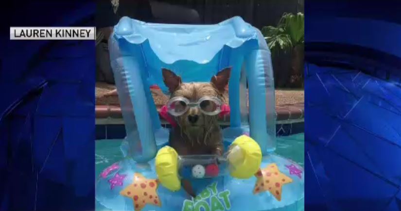 Dog Days of Summer: Friday, June 15