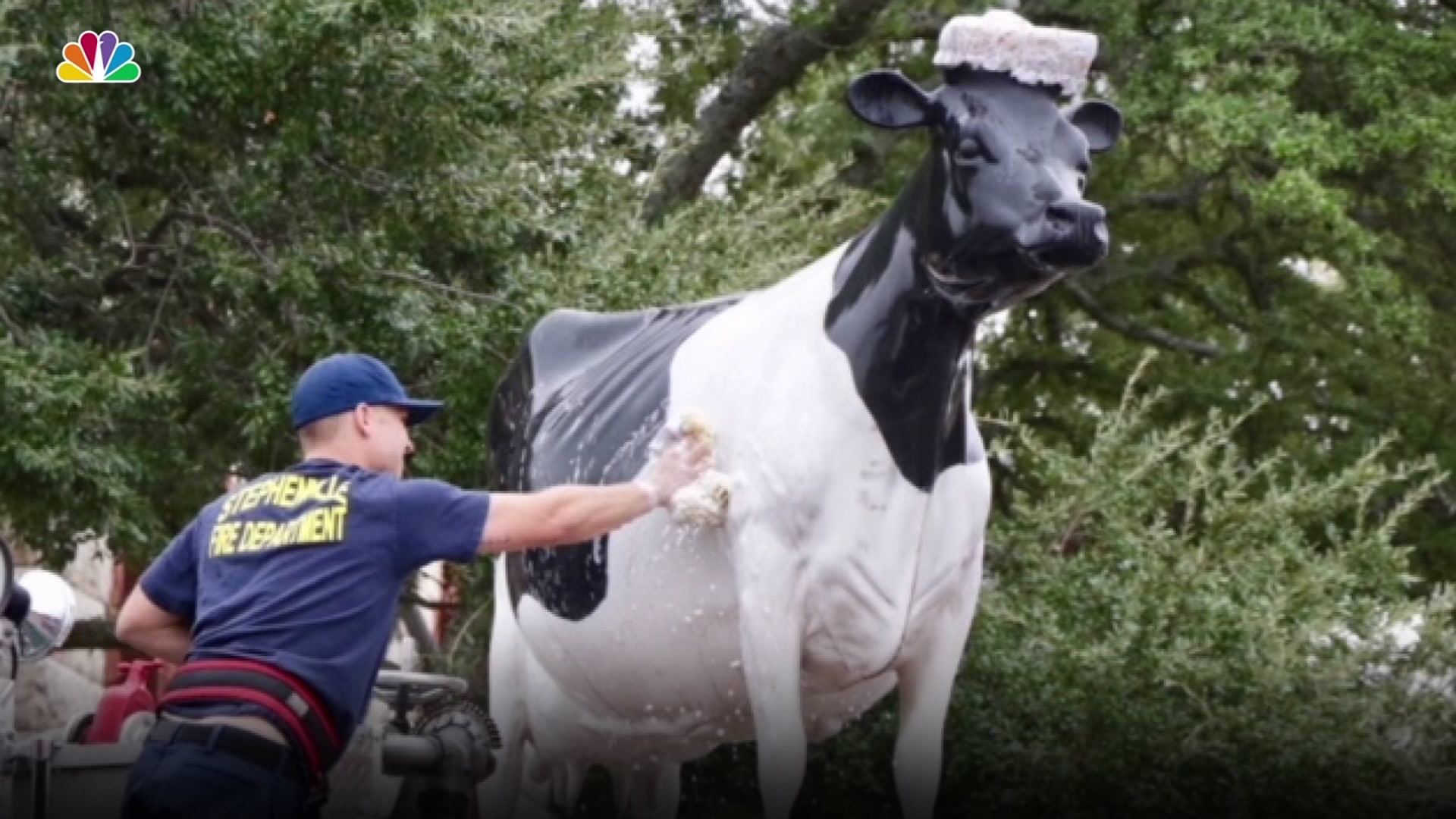 Stephenville's Iconic Bovine Gets a Bath