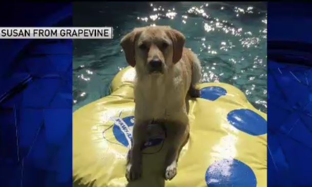 Dog Days of Summer: June 18