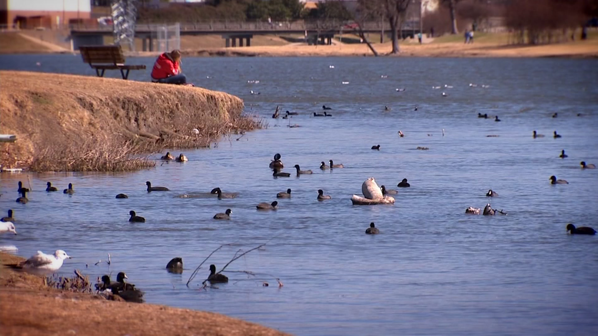 Fines Rejected for Feeding Birds Near Love Field