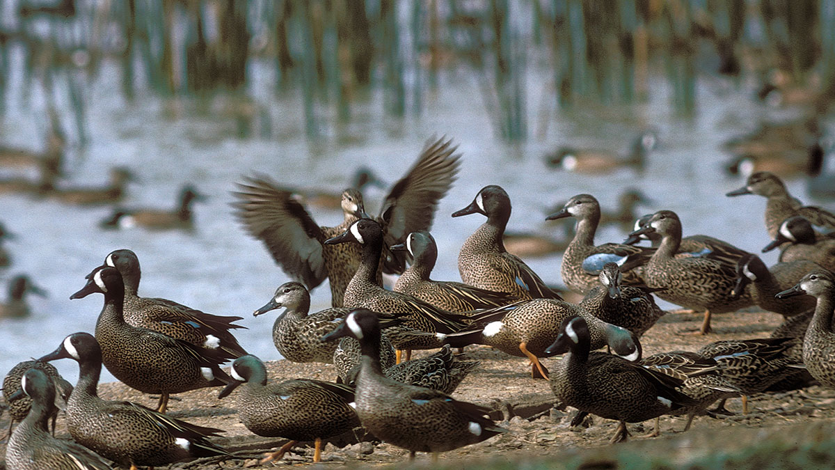 TPWD: 2018 Teal Hunting Forecast
