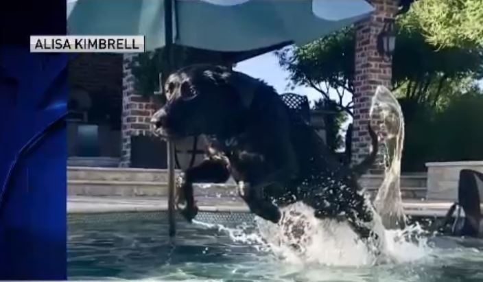Dog Days of Summer - Aug 2, 2018