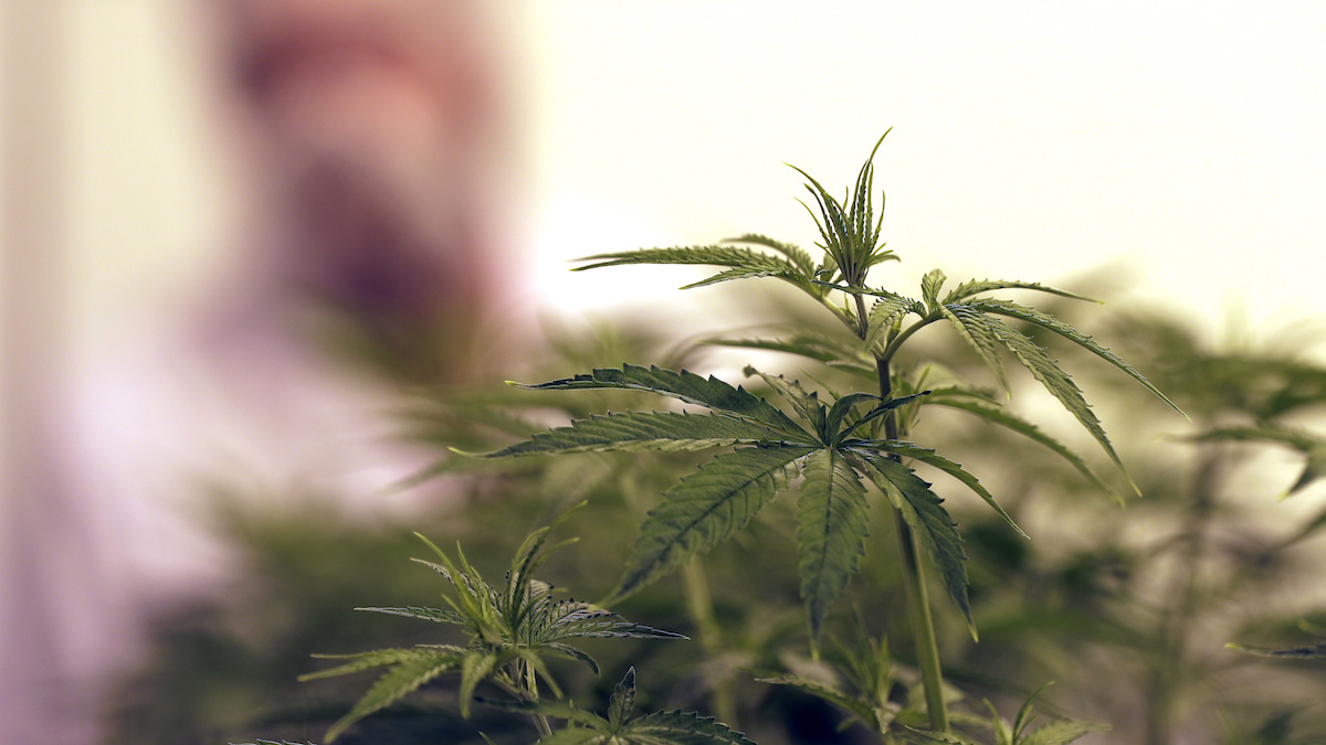 Poll Suggests Texans Support Legalizing a Little Weed