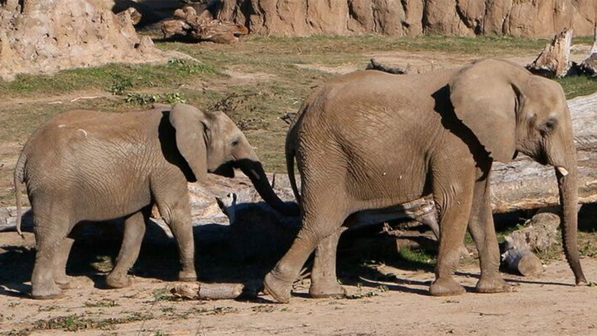 Dallas Zoo Moves Two Elephants to Fresno Zoo
