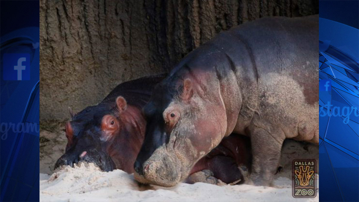 Hippo Calf Dies During Birth at Dallas Zoo