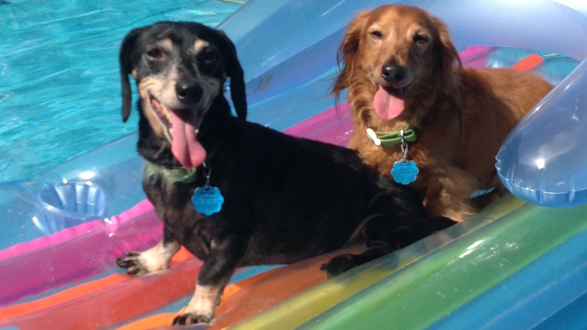 Dog Days of Summer - July 18, 2018