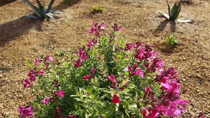 Can Your HOA Stop You From Composting & Saving Water?
