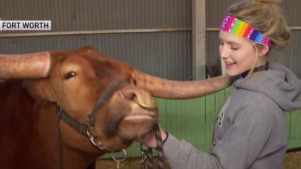 Ferris FFA Students Showcase Longhorns at FW Stock Show