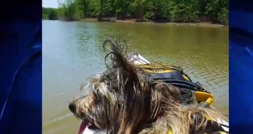 Dog Days of Summer - August 6, 2018