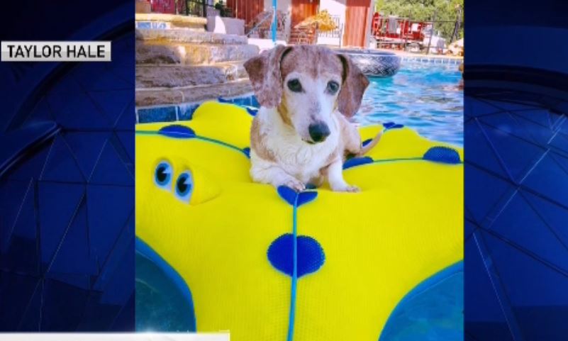 Dog Days of Summer - July 5, 2018