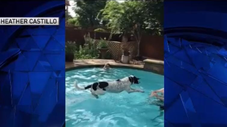 Dog Days of Summer - July 6, 2018