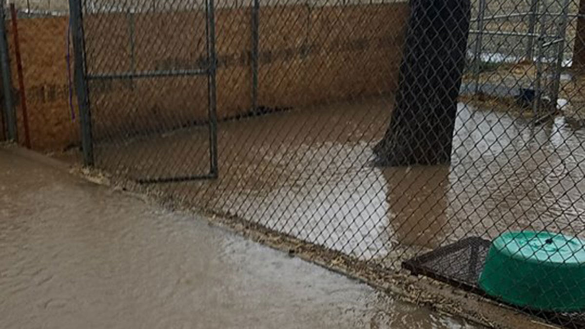 Kennels Flooded, Dogs Fill Cages Inside Erath Shelter