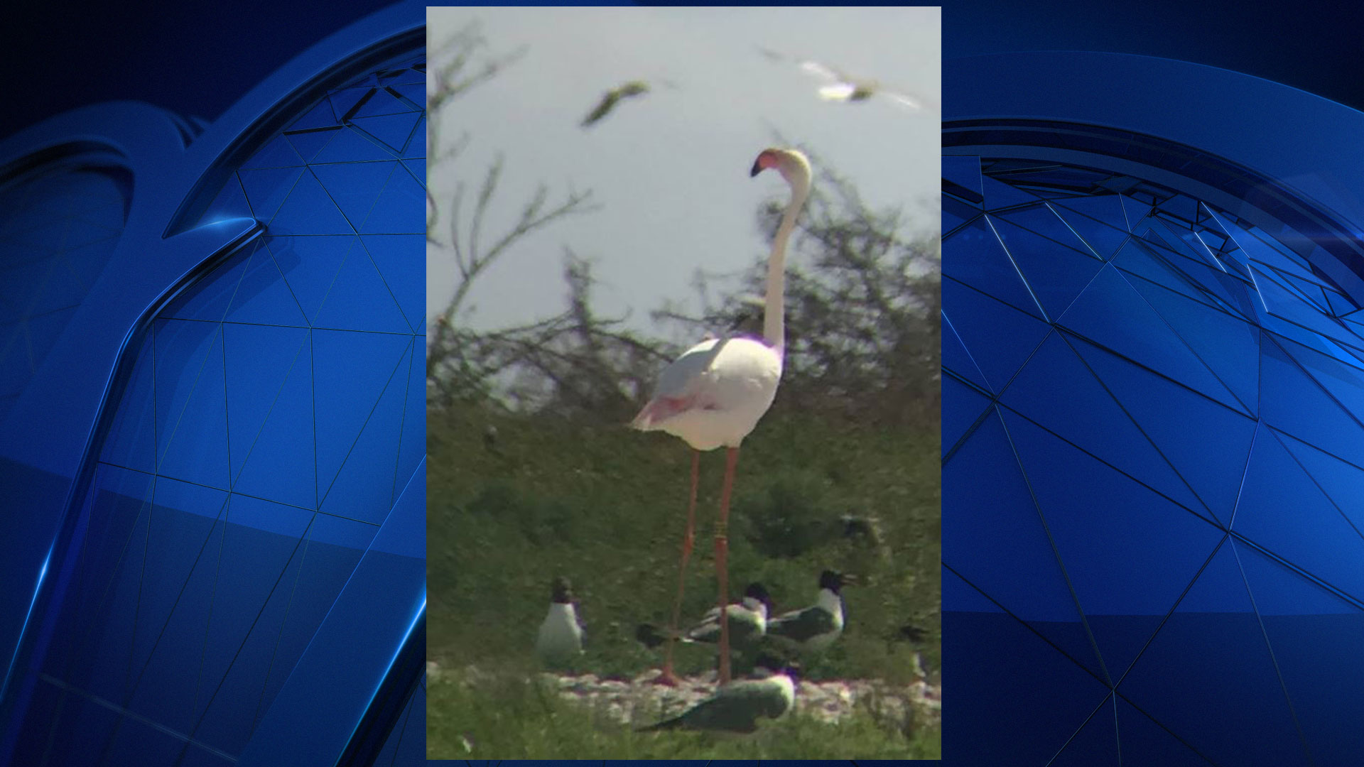 Escaped Flamingo, Loose for 13 Years, Spotted in Texas