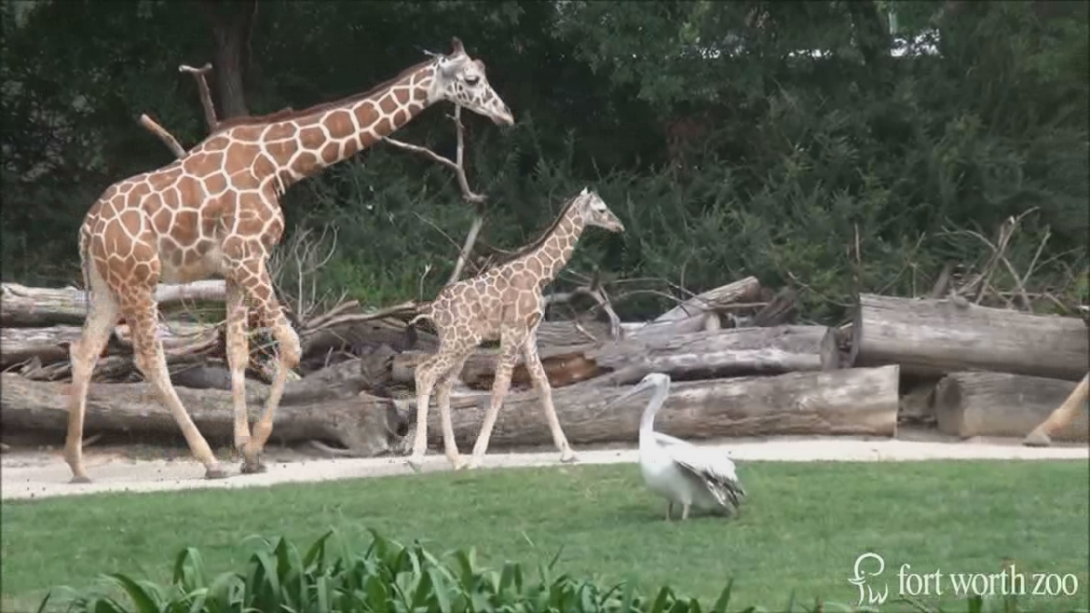 Fort Worth Zoo Opens $100M African Savanna Exhibit