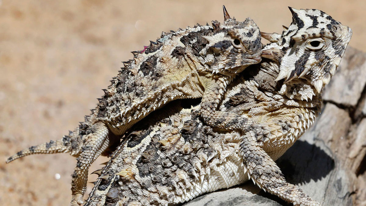 Curious Texas: Where Have All the Horny Toads Gone?
