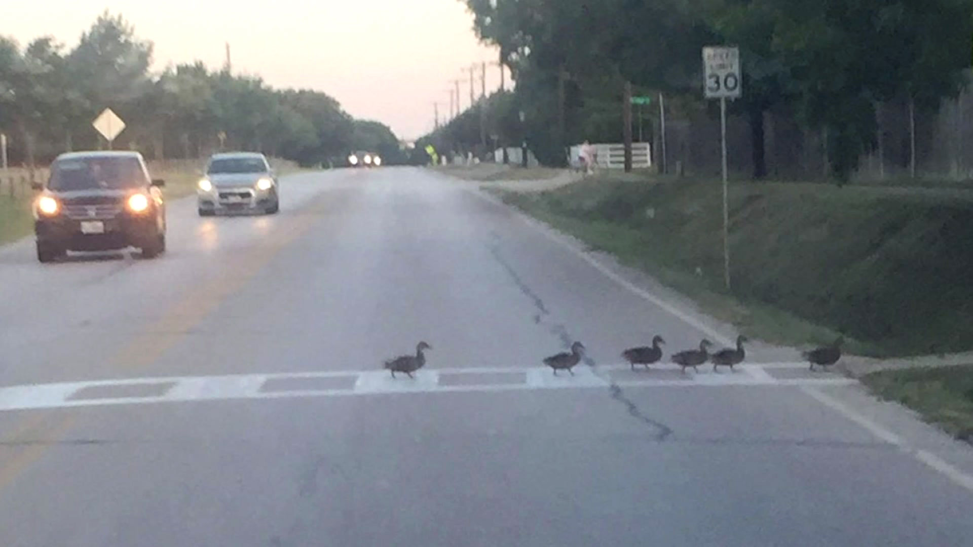 Kudos to Keller Ducks Spotted Using Crosswalk