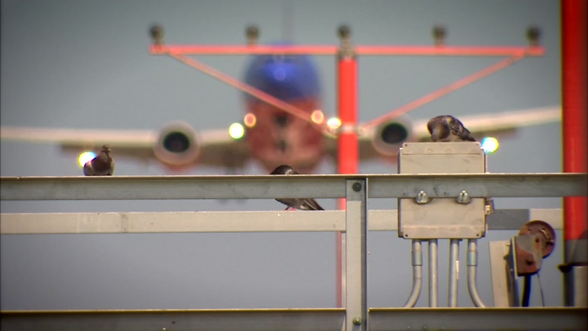 Using Technology to Prevent Bird Strikes at Love Field