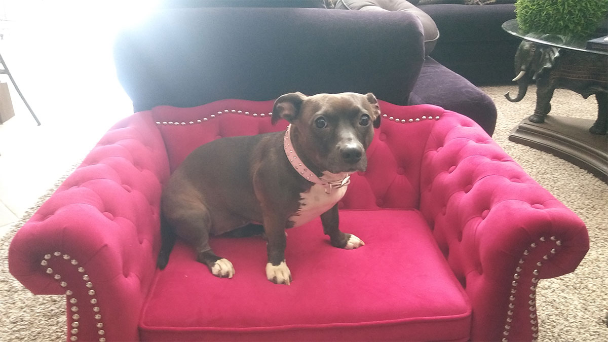 Family Desperate To Find Dog After July 4 Crash