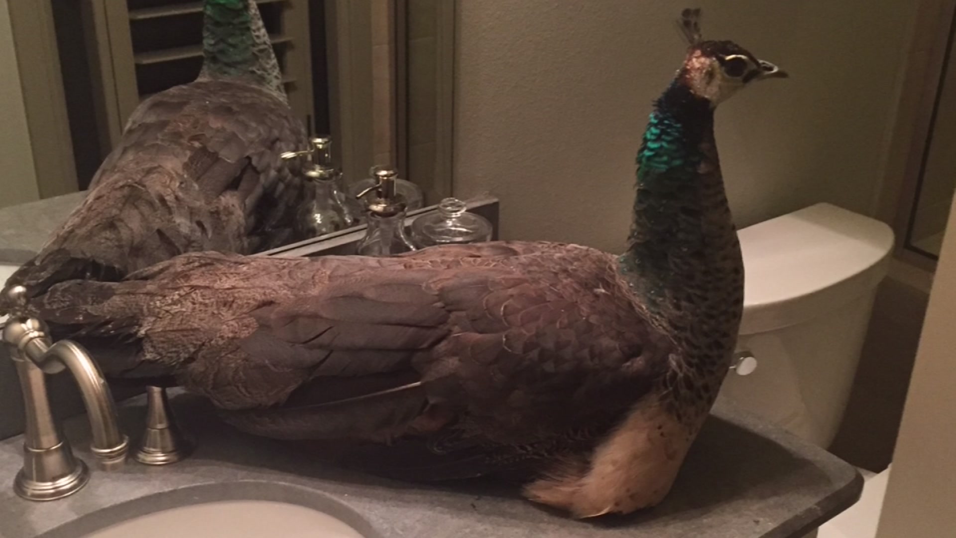 Owners Reclaim Lost Peahen Found in Prosper