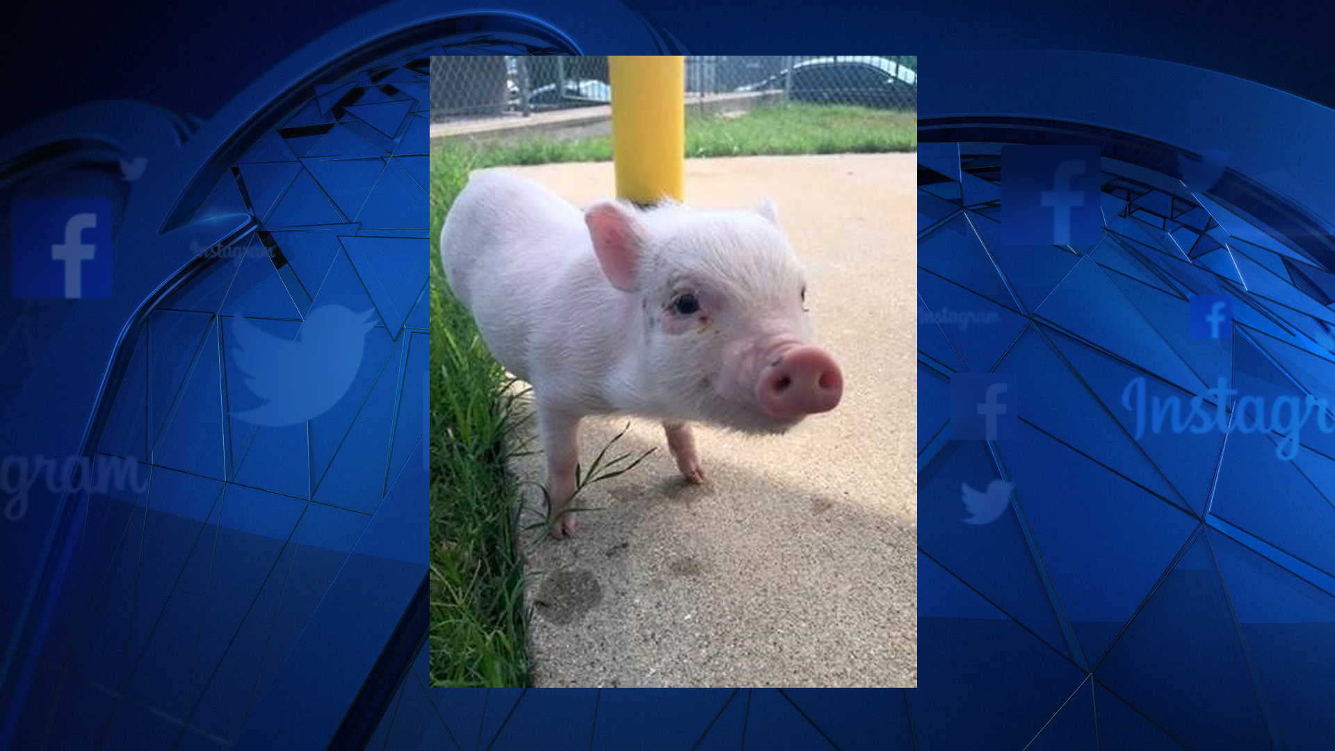 Pig Flies With 100 Dogs From Fort Worth for Good Reason