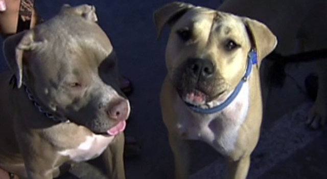 Dallas Animal Services Shares Annual Update