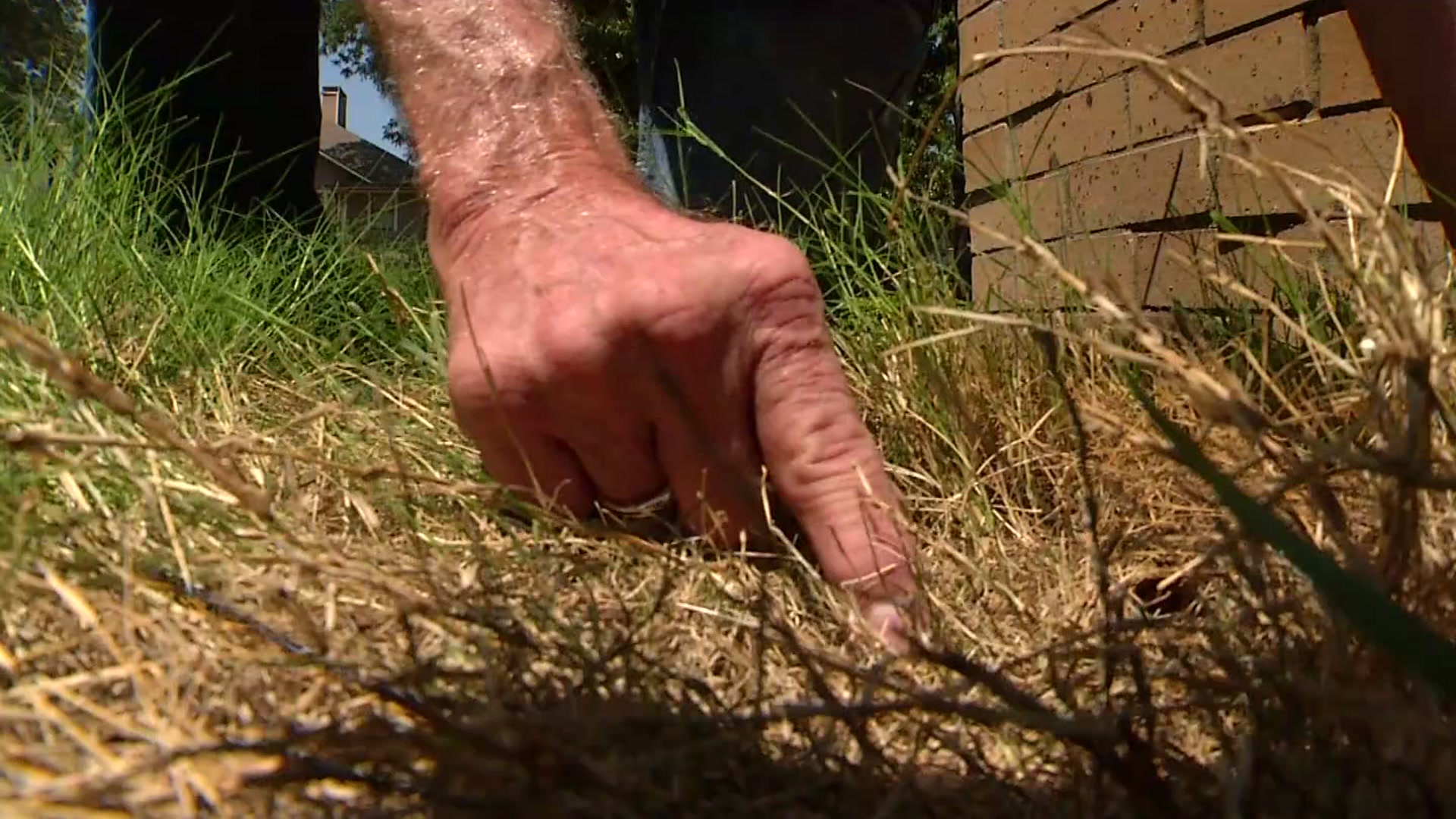 Fungus Takes Root in North Texas Lawns