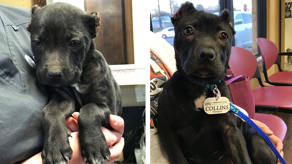 Puppy Found In Corsicana With Ears Cut Off Gets New Home