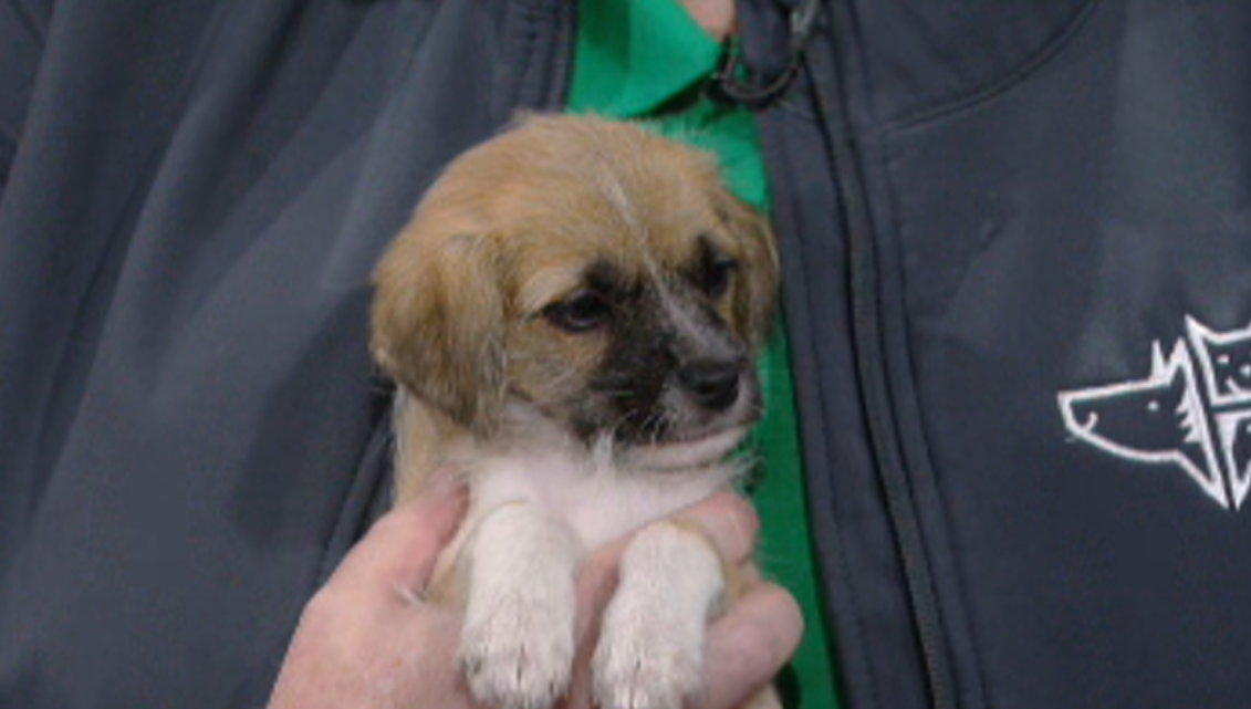 NBC 5's Has Two Pets of the Week and They're So Cuddly