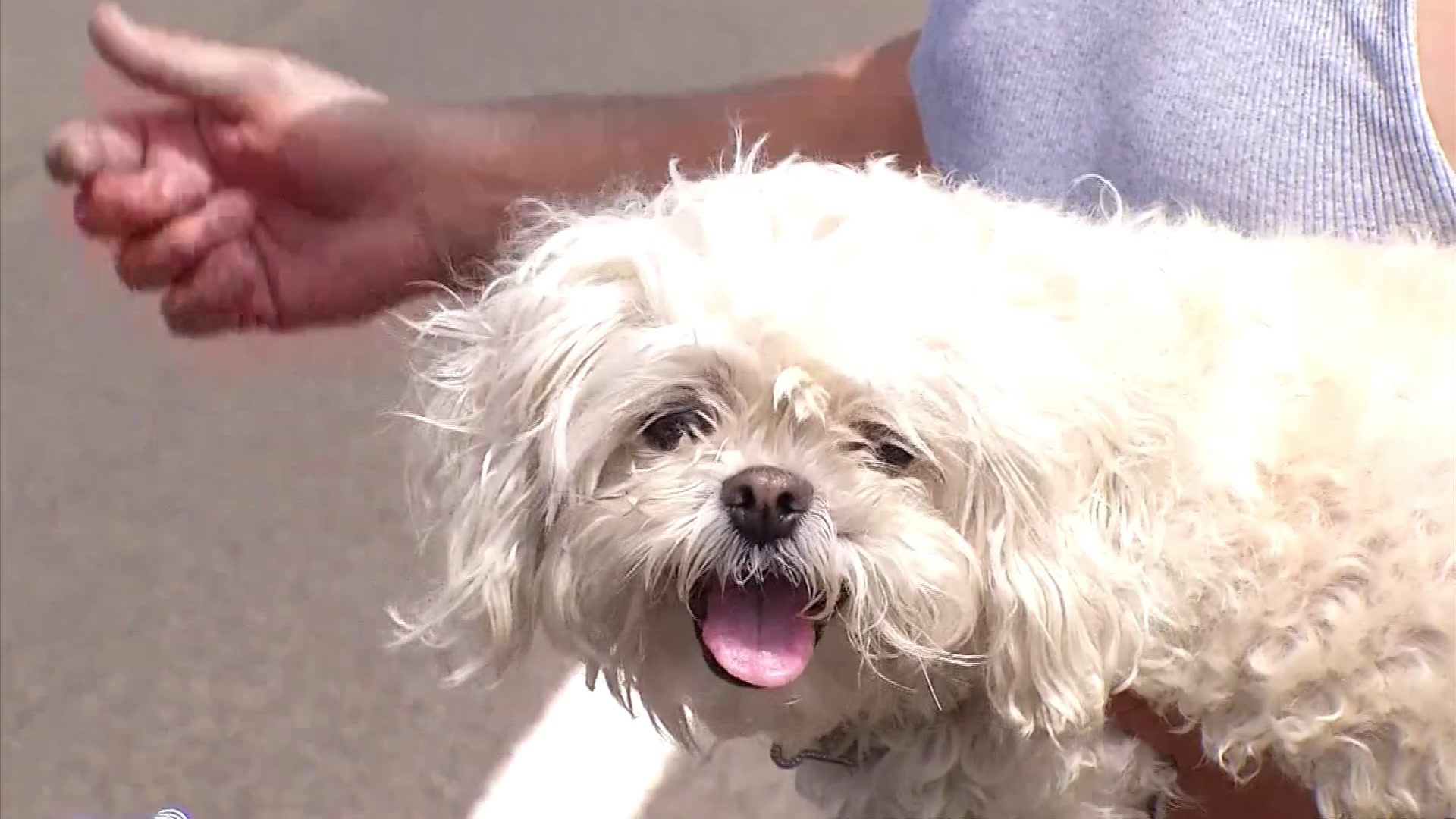 Owner of Dog Taken in Police Chase Happy to Have Her Back
