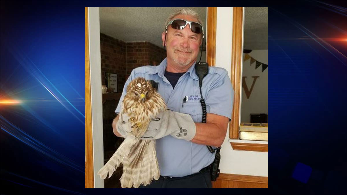 Hawk Flies Through Woman's Open Window Into Her Home