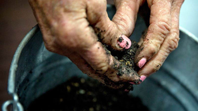 'Seed Bombs' Bay Bring More Wildflowers to North Texas