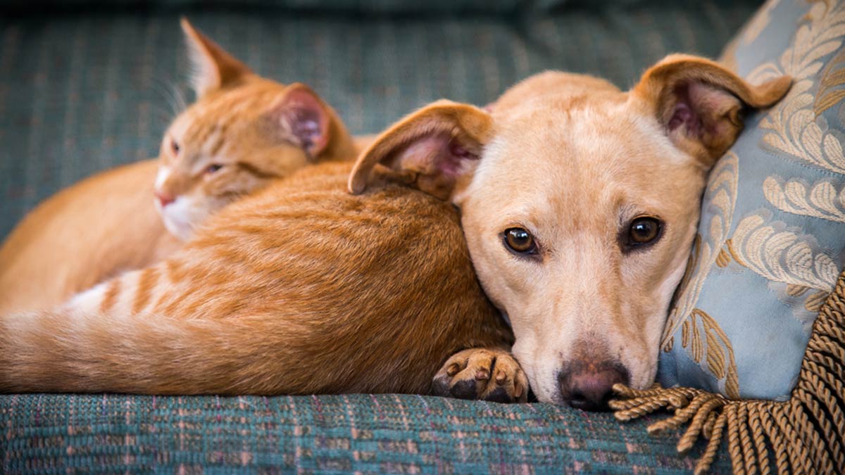Time to Clear the Shelters & Give a Pet a Loving Home