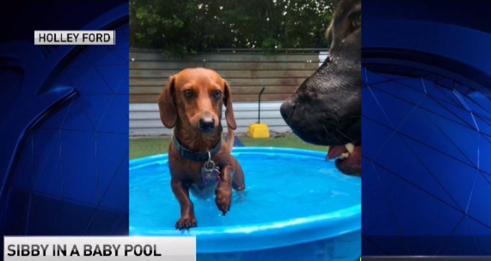Dog Days of Summer - June 29, 2018