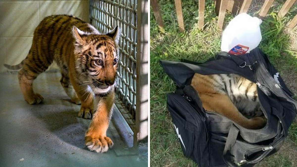 Tiger Found in Duffle Bag Comes Home to North Texas
