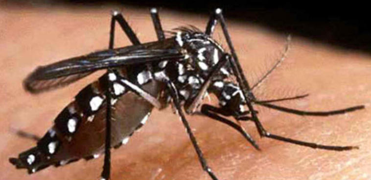 Child, 11, Contracts Chikungunya During Trip Abroad