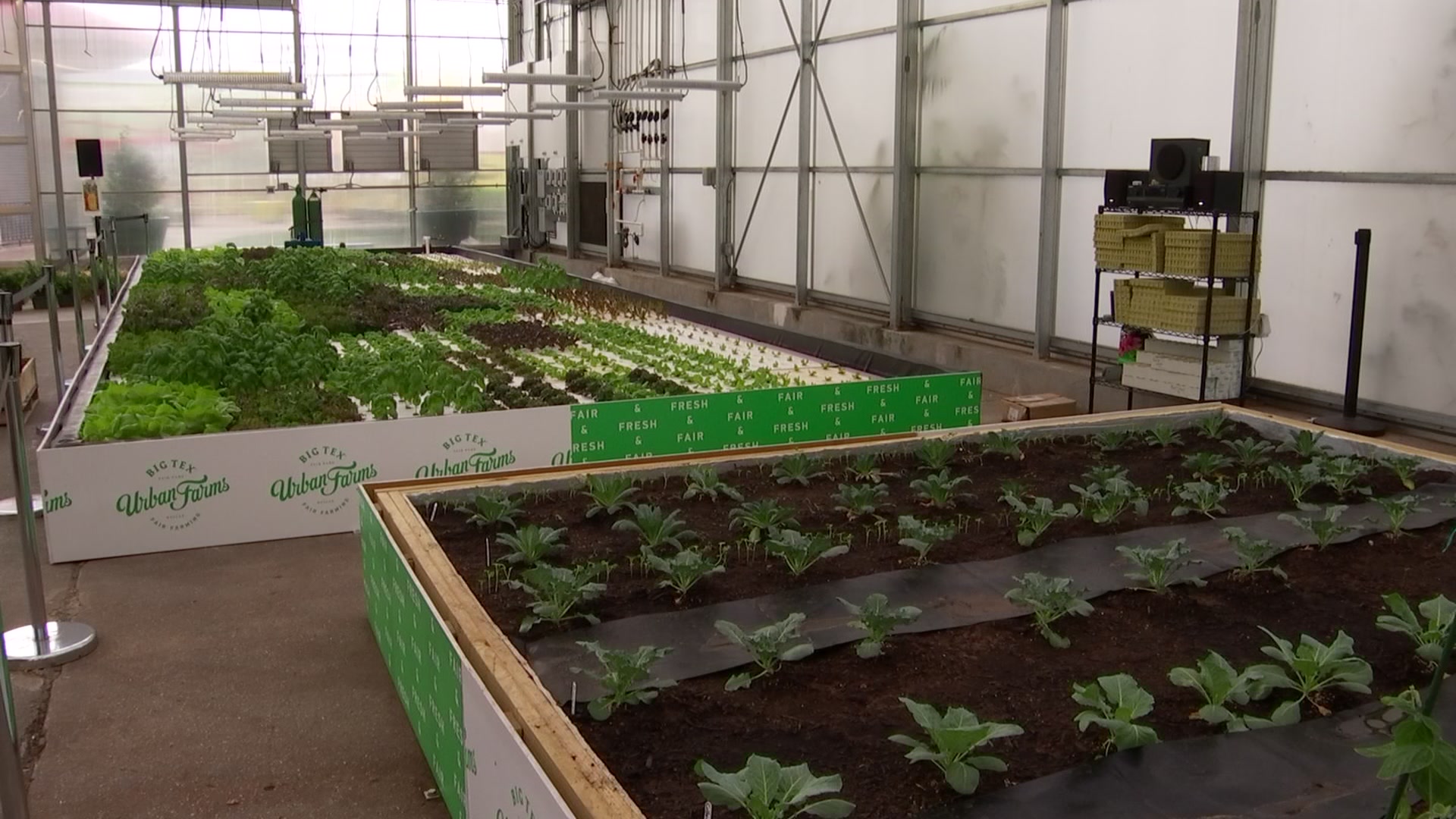 Inside Big Tex Urban Farms
