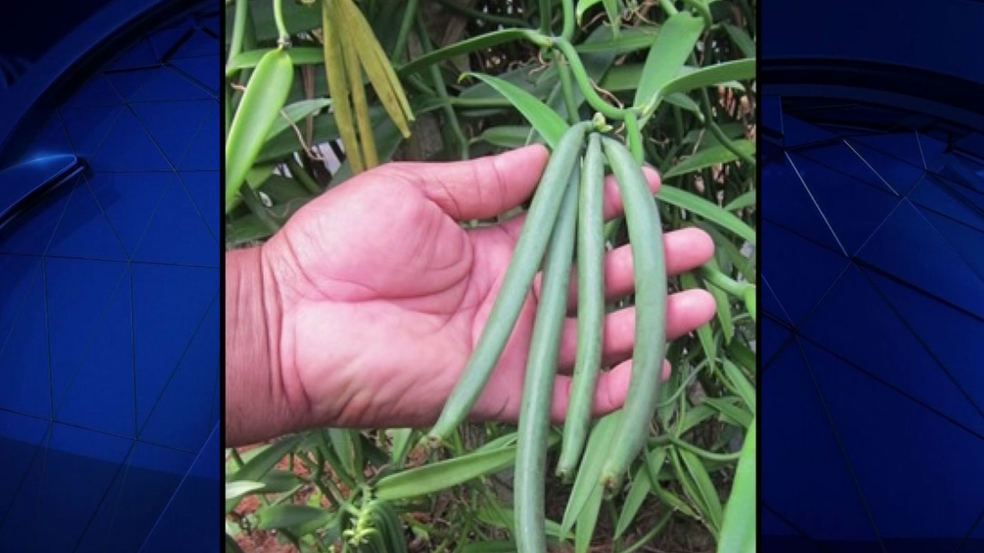 Where Does Vanilla Come From?