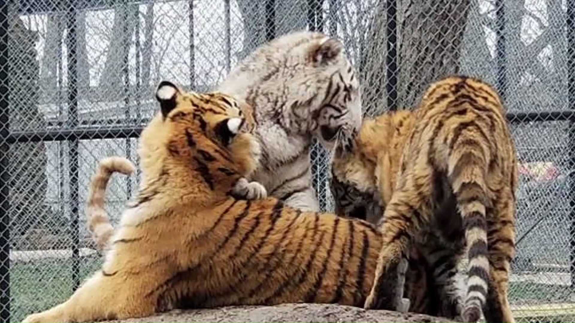 Tigers Named After Star Wars Characters Get Second Chance